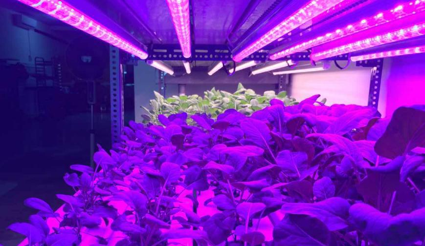 ¿Qué es una iluminación LED para plantas?