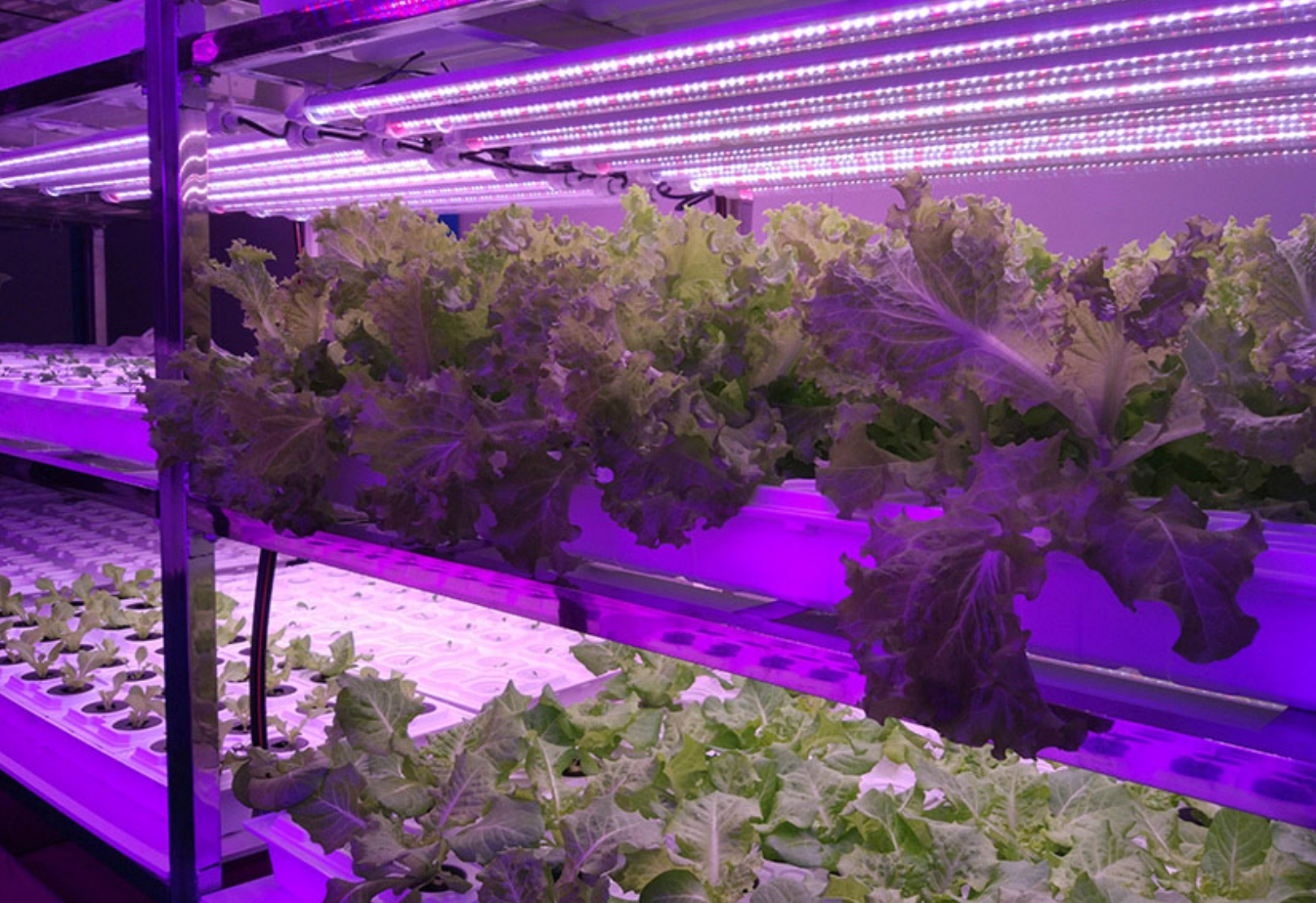 Aplicaciones de luz para el crecimiento de plantas.