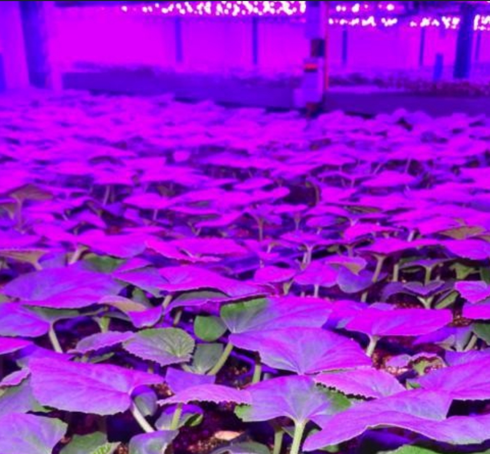 Características de las fábricas de plantas: gestión ambiental inteligente