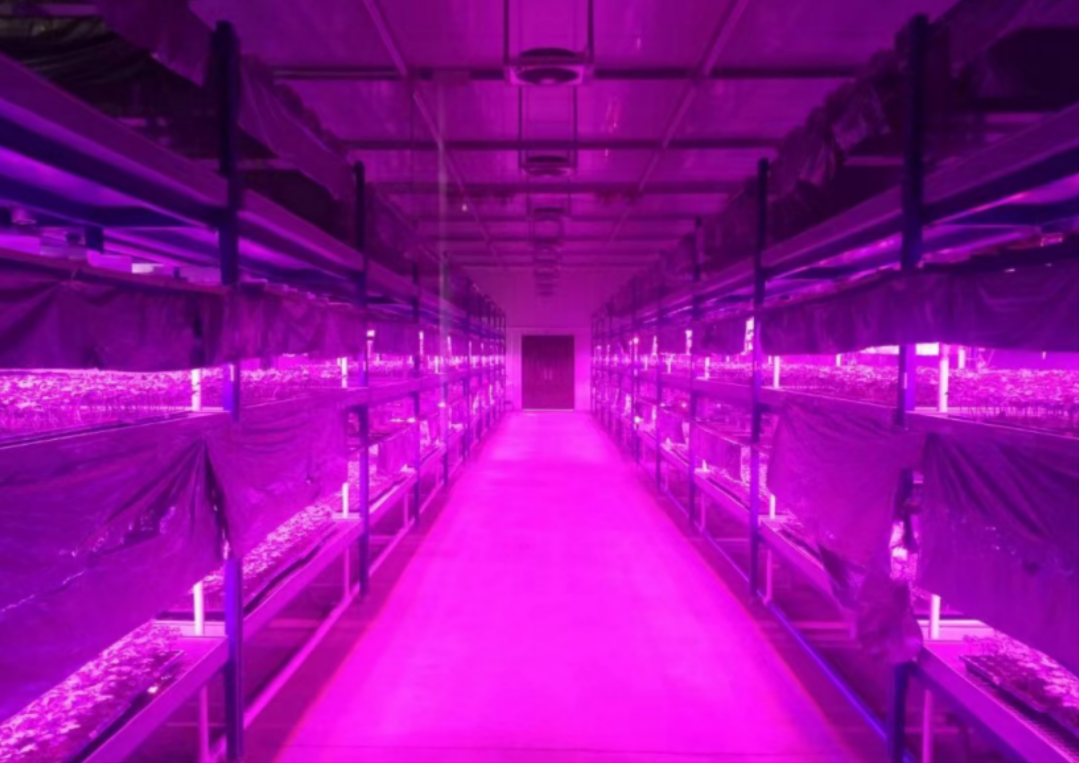 Características de la fábrica de plantas: alto rendimiento de cultivos