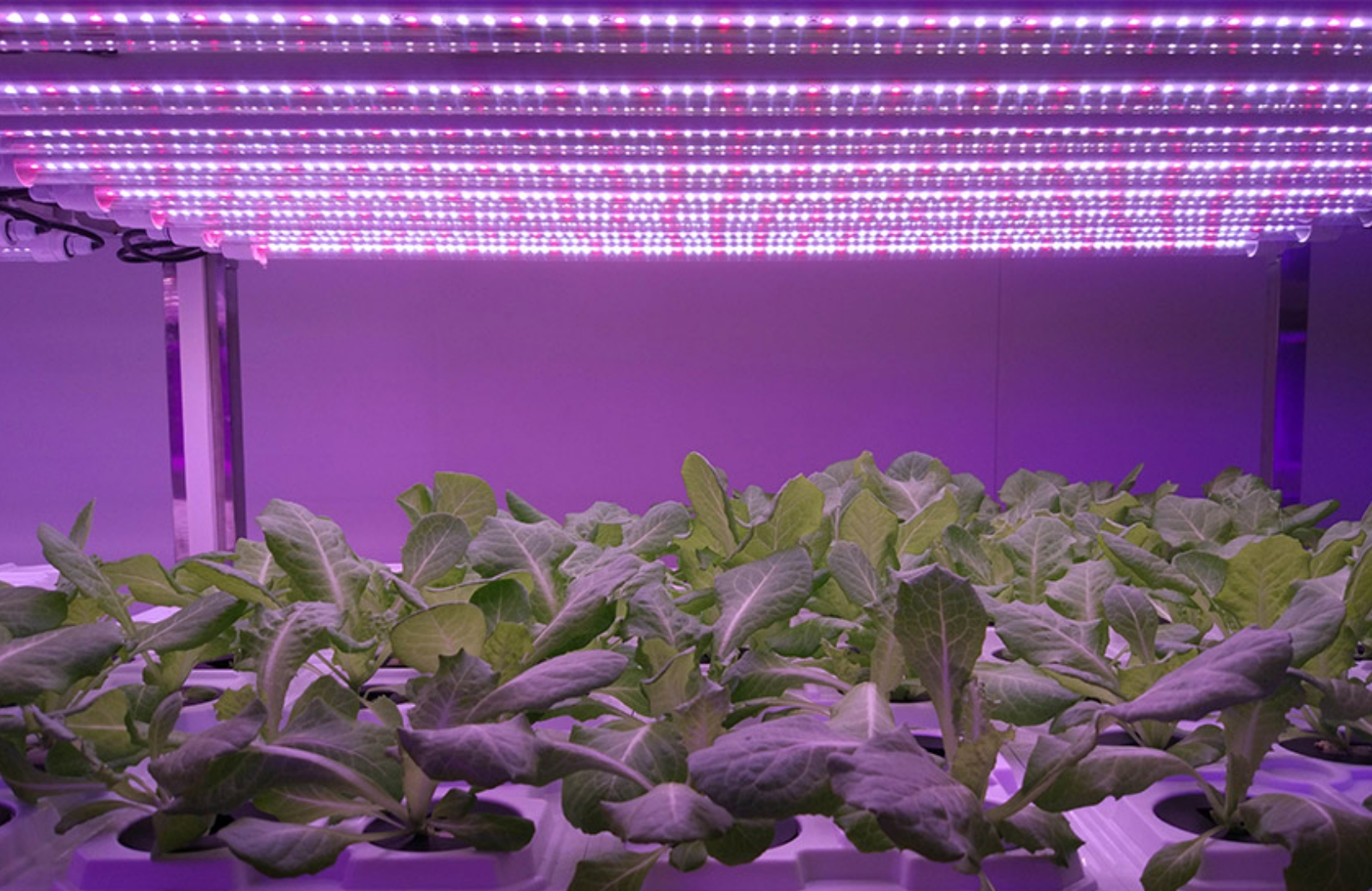 Aplicación de la iluminación de plantas LED en China