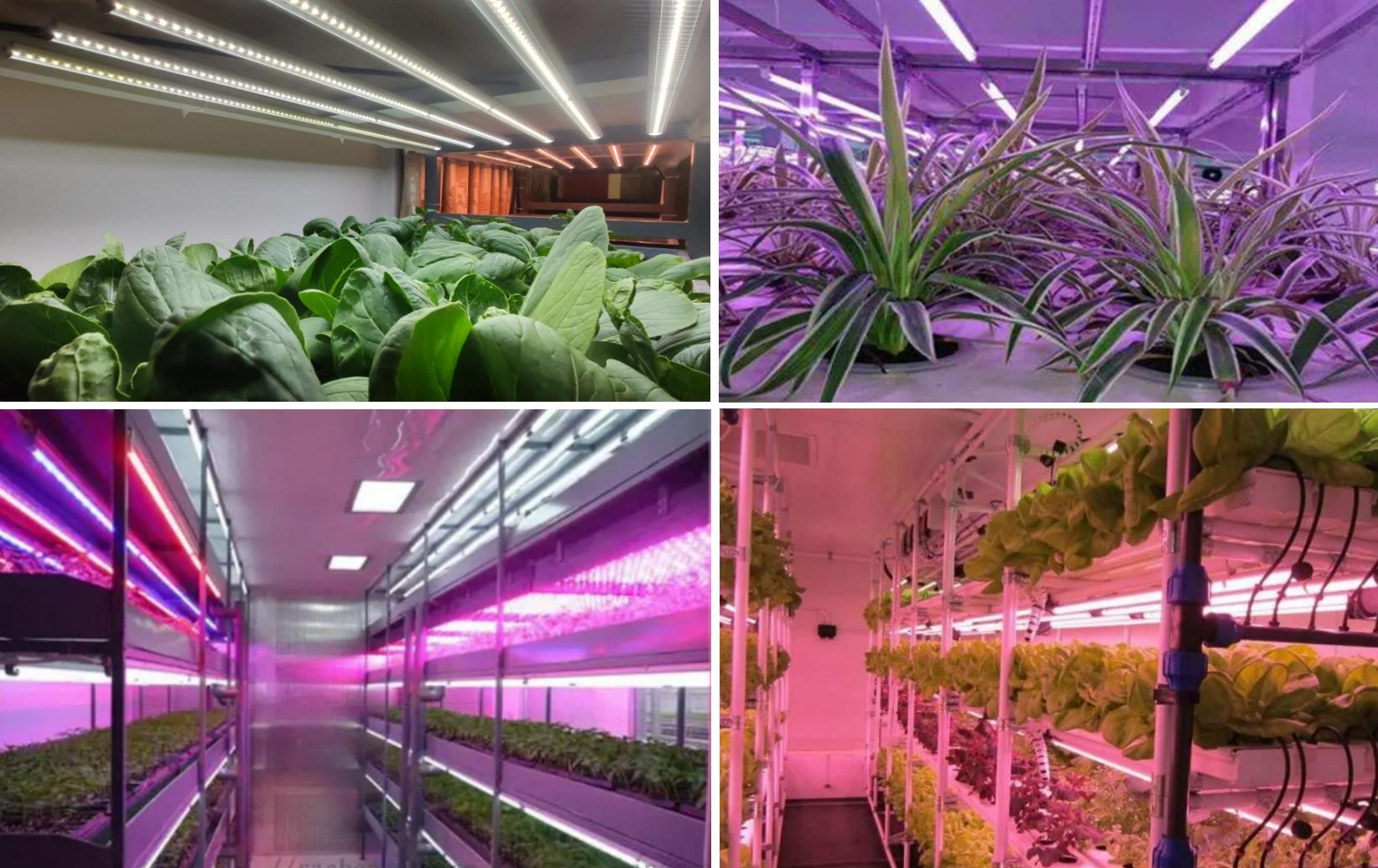 Consideraciones para elegir alojamientos de tubo LED impermeables en la iluminación de las plantas